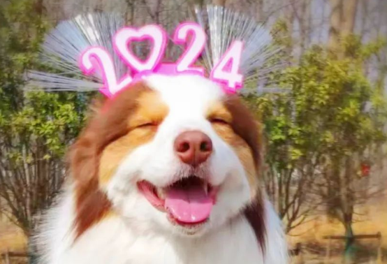 【边境牧羊犬百科】边牧/柯利犬的药物黑名单 【边境牧羊犬百科】边牧/柯利犬的药物黑名单