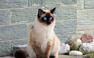 为什么很少人养巴厘猫