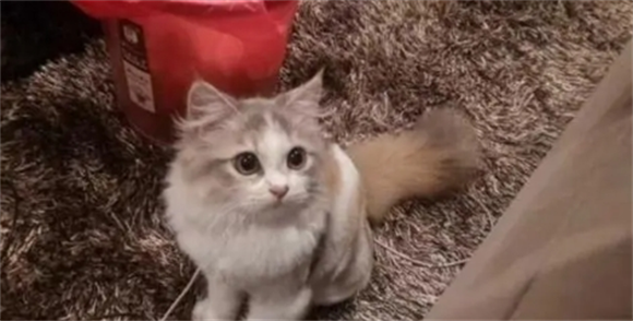 国内有褴褛猫吗 国内有褴褛猫吗