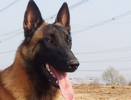 马犬寿命一般能活多少年