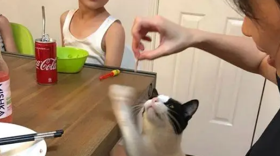 这只小猫真馋,遇到喜欢吃的东西抢着,网友:不给抓人! 这只小猫真馋,遇到喜欢吃的东西抢着,网友:不给抓人!