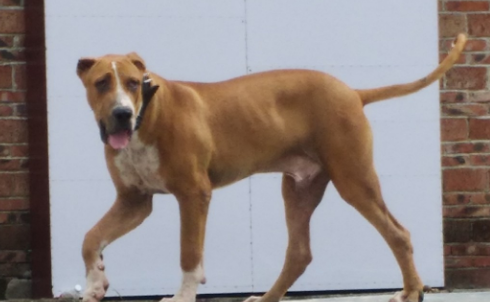 库达犬是哪个国家的品种犬
