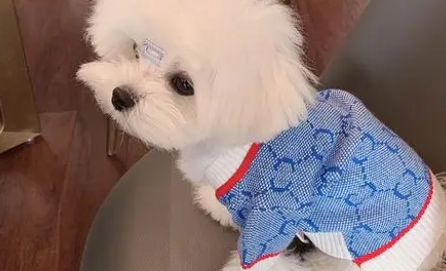 一只叫丫丫的网红狗