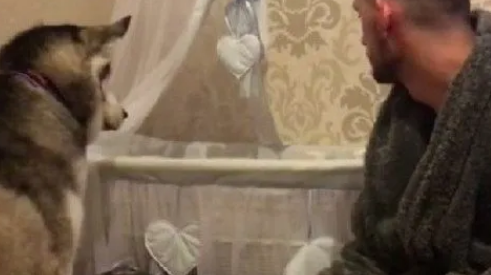 哈士奇为了接近小宝宝,一改往日犯二形象,主人都被感动了 哈士奇为了接近小宝宝,一改往日犯二形象,主人都被感动了