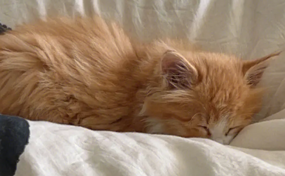 实验证明:猫咪对人的爱超出想象 实验证明:猫咪对人的爱超出想象
