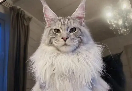 像贵妇一样的猫 像贵妇一样的猫