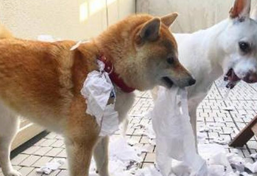 田园犬拆家现场惨状