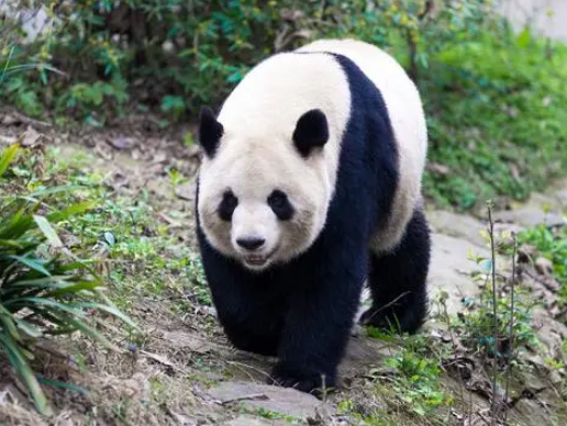 为什么熊猫成了熊类中唯一吃素的？是形势所迫，还是个熊喜好呢？