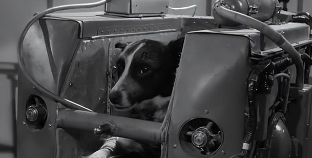 莱卡流浪狗到英雄