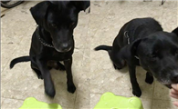 黑色米克斯犬图片大全