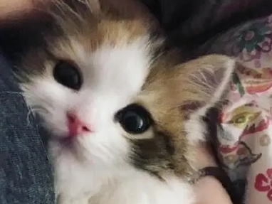 主人抱回来一只小奶猫,中途接了一个电话,再回来时看到这幕 主人抱回来一只小奶猫,中途接了一个电话,再回来时看到这幕