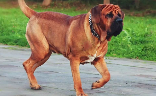 士佐犬长到几个月就不长了