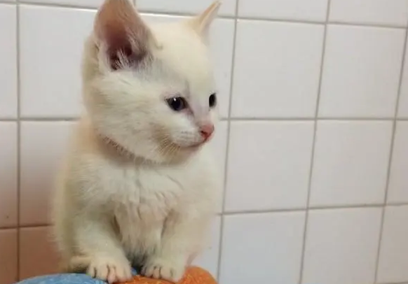 小猫可以和人做吗