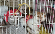 怎么判断是不是后院猫