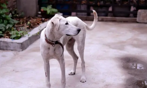 蒙古细犬大战士佐犬