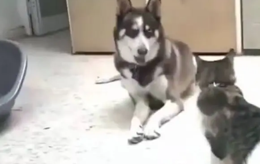 哈士奇在猫咪面前犯二，结果却被一旁的拉布拉多嫌弃