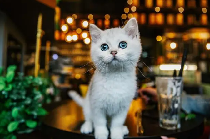 几把猫是什么意思 几把猫是什么意思
