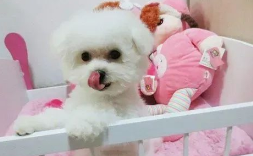 比熊犬的优缺点