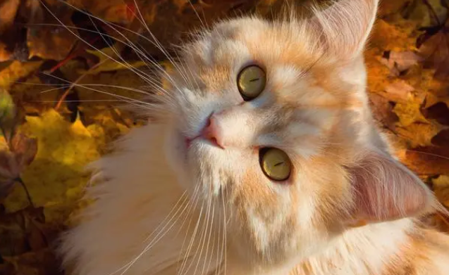笔筒猫寿命好不好养 笔筒猫寿命好不好养