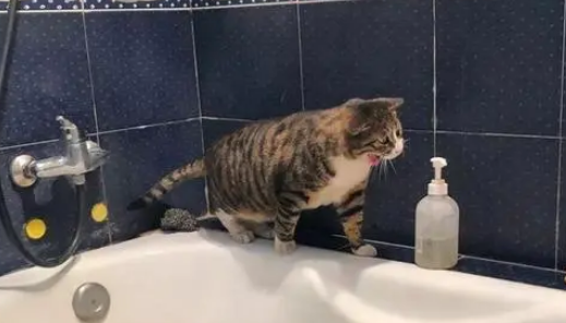 主人在浴缸养鱼,猫咪每日待在卫生间,想吃不敢下水太磨人 主人在浴缸养鱼,猫咪每日待在卫生间,想吃不敢下水太磨人