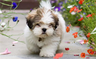 拉萨犬什么颜色最贵