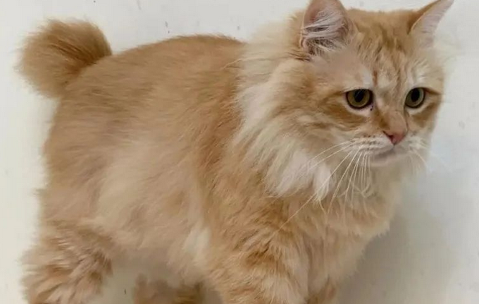 橘猫要重一点才会好看,把家里的猫养的挺肥,口味也变得重口味了 橘猫要重一点才会好看,把家里的猫养的挺肥,口味也变得重口味了