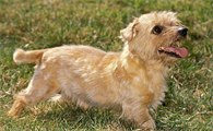 诺里奇梗犬哪里有卖