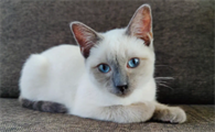 罗猫逻辑猫是暹罗猫吗