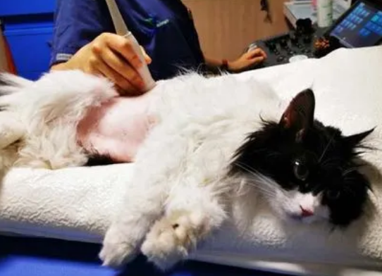 猫用加巴喷丁安全吗 猫用加巴喷丁安全吗
