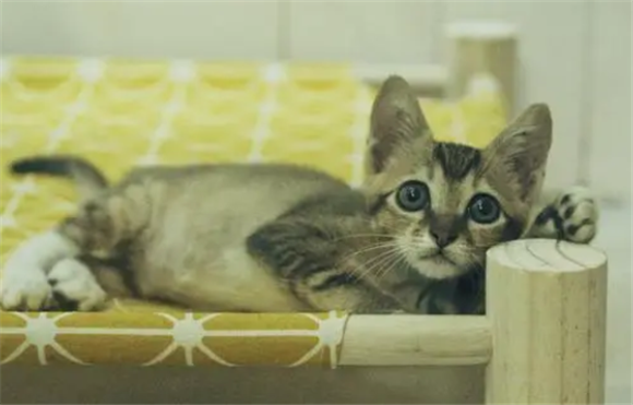 中国雀猫寿命-宠物网