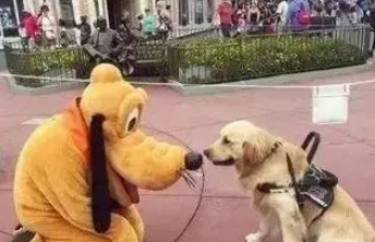 服务犬进入迪士尼玩,却被骂“不专业”! 服务犬进入迪士尼玩,却被骂“不专业”!
