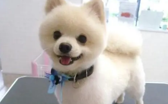颜值最高的小型犬 颜值最高的小型犬
