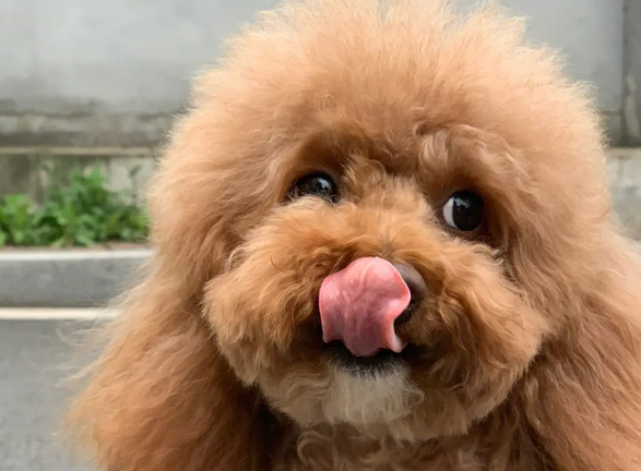 长毛小型犬图片大全带名字