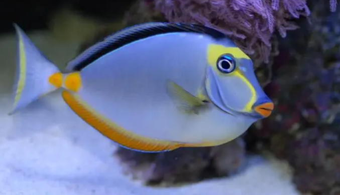 天狗吊海水鱼好看吗 天狗吊海水鱼好看吗