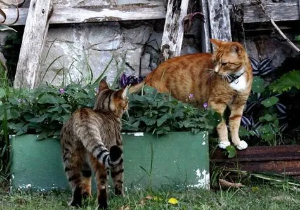 后院猫舍是啥意思? 后院猫舍是啥意思?