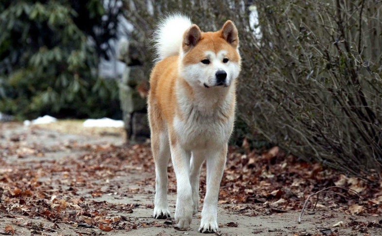 忠犬八公的狗狗从哪里来的
