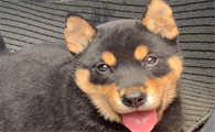 四眼铁包金中华田园犬长不大的