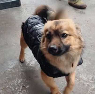 狗狗自己会带钱去小店买东西,还知道一手交钱一手交货,成精了吧 狗狗自己会带钱去小店买东西,还知道一手交钱一手交货,成精了吧