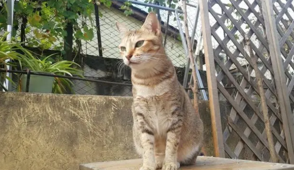 后院猫能活多久