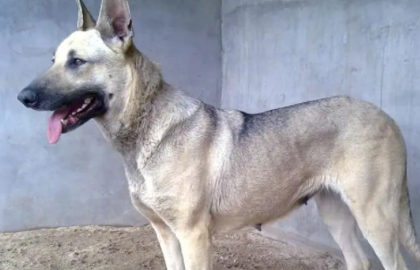 中国最常见的狼犬品种 中国最常见的狼犬品种