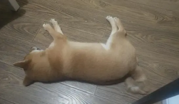 网友给柴犬买了张床,它才睡了几天就成这样了,这也太能造了 网友给柴犬买了张床,它才睡了几天就成这样了,这也太能造了
