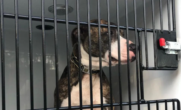 动物收容所突发大火,一男子竟冲进火海救猫狗,得知身份感动哭... 动物收容所突发大火,一男子竟冲进火海救猫狗,得知身份感动哭...