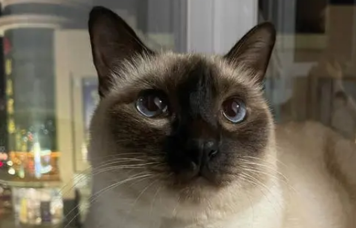 逻辑猫是罗猫吗 逻辑猫是罗猫吗