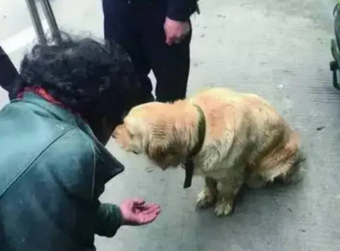 粗心主人将金毛落在了车上，金毛不吃不喝，等着主人回来接它