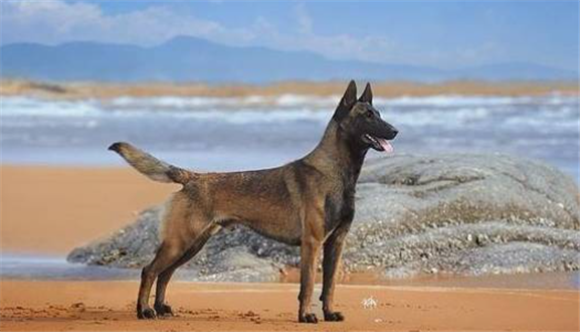 马里努阿犬掉毛吗