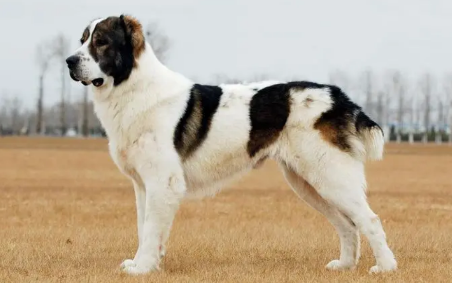 奇葩土库曼斯坦国宝犬 奇葩土库曼斯坦国宝犬