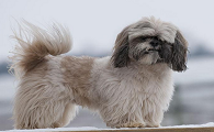 拉萨犬智商相当于几岁