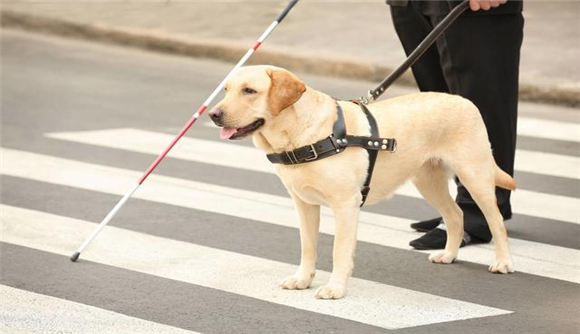 导盲犬是怎么训练的