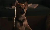 忠犬八公是什么品种