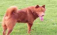 红毛犬品种大全